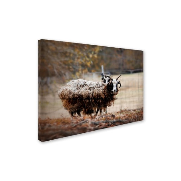 Jai Johnson 'Woolly In Autumn Jacob Sheep' Canvas Art,18x24